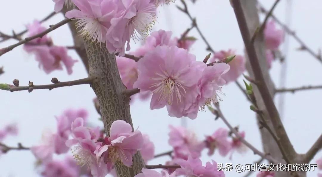 河北福利彩票快乐8中奖查询号码——梦想与幸运交织的盛宴