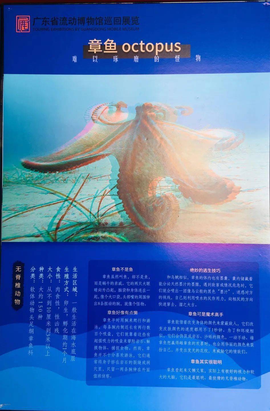 福彩3D字谜图谜与蝴蝶世家，揭秘神秘世界的奇幻之旅