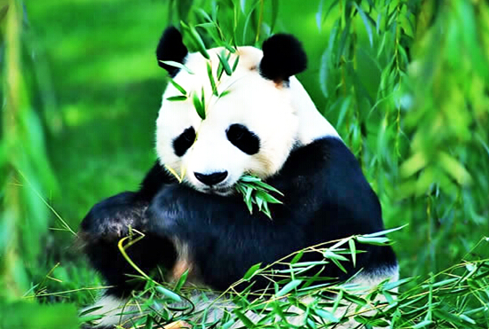澳门六六大顺的动物组成及其文化意义